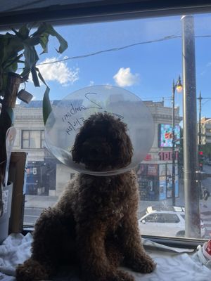 PAWS Chicago by null