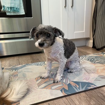 Canine Image - This is what they call a puppy cut, completely shaved down and ears nearly chopped off. Very uneven. - Pet Groomers Near Me - San Diego, California Canine Image - This is what they call a puppy cut, completely shaved down and ears nearly chopped off. Very uneven. - Pet Groomers Near Me - San Diego, California