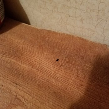 Pine Cliff RV Resort & General - More poo on the cutting board - Campgrounds Near Me - June Lake, California
