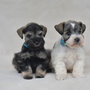 My Schnauzers - Two sweet male Miniature Schnauzer pups - Salt & Pepper (left) and Salt & Pepper Parti (right) - Pet Breeders Near Me My Schnauzers - Two sweet male Miniature Schnauzer pups - Salt & Pepper (left) and Salt & Pepper Parti (right) - Pet Breeders Near Me