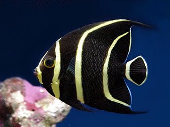 Mikes Aquatics Image