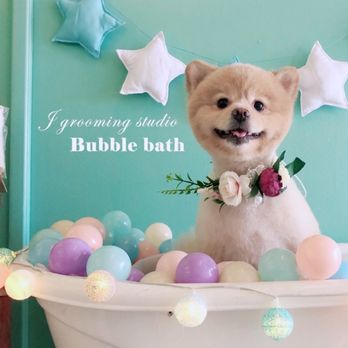 J Grooming Studio - Pomeranian teddy bear cut - Pet Groomers Near Me - Ewa Beach, Hawaii