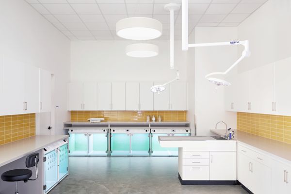 Modern Animal by null