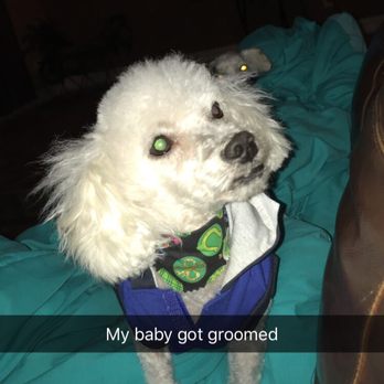 Foxy Fur - PawTree - Pet Groomers Near Me Foxy Fur - PawTree - Pet Groomers Near Me