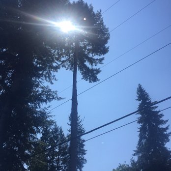 Dennis Dillon Pruning - Tree Services Near Me - Tacoma, Washington Dennis Dillon Pruning - Tree Services Near Me - Tacoma, Washington