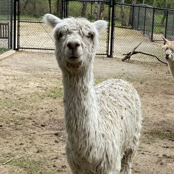 Green Apple Alpacas - Farms Near Me - Auburn, Washington Green Apple Alpacas - Farms Near Me - Auburn, Washington