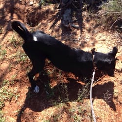 Pon un Perro en Tu Vida @ SVPAP - Intentant caçar conills.