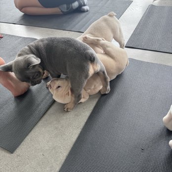 Puppy Sphere - Yoga Near Me - Miami, Florida Puppy Sphere - Yoga Near Me - Miami, Florida