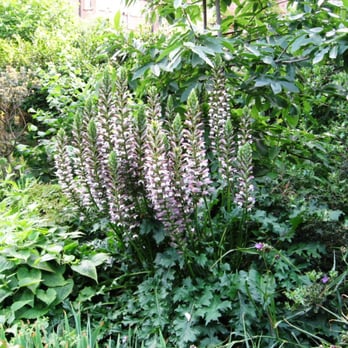 Chelsea Physic Garden - Botanical Gardens Near Me - London, XGL Chelsea Physic Garden - Botanical Gardens Near Me - London, XGL