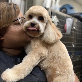 PetSmart - Pet Groomers Near Me - Atlanta, Georgia PetSmart - Pet Groomers Near Me - Atlanta, Georgia