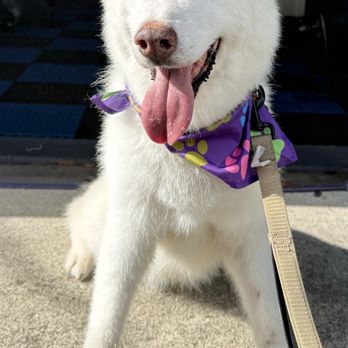 Pet’s Friend Mobile Grooming - Pet Groomers Near Me Pet’s Friend Mobile Grooming - Pet Groomers Near Me
