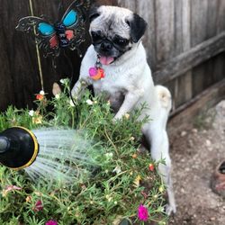 Always Happy Tails Pet Sitting - If I could give them 10 stars I would! Amazing care for our  Pug Angie! When you have to be away, they'll love your furkid like you do.