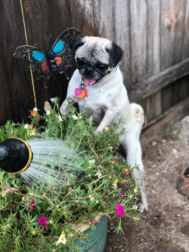 ALWAYS HAPPY TAILS PET SITTING Updated August 2024 8000 Alpine Ct