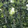 Photo of Lavagnino Orchards Cherry Stand