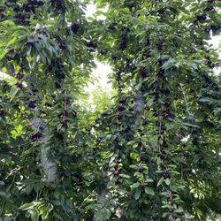 Lavagnino Orchards Cherry Stand - Tons of cherries on the tree!