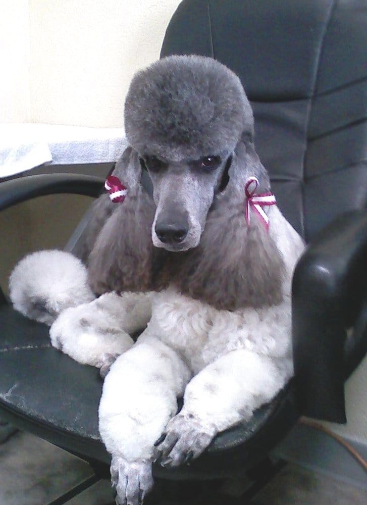 DAWNTE’S PET GROOMING SALON Updated March 2024 3837 W Douglas Ave