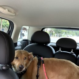 Nala wasn't stressed about the groomer but still hates the car and me for putting her in there. Nala wasn't stressed about the groomer but still hates the car and me for putting her in there.