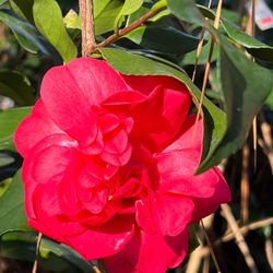 Pixies Gardens - Camellia Professor Sargent | Gorgeous Red Blooms in Winter