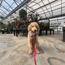 Coastal K9 Training and Behavior - Poppy inside Burnetts