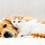 Photo of Wilson's Animal Hospital