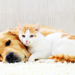 Wilson's Animal Hospital