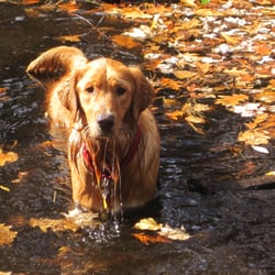 Hikes For Hounds