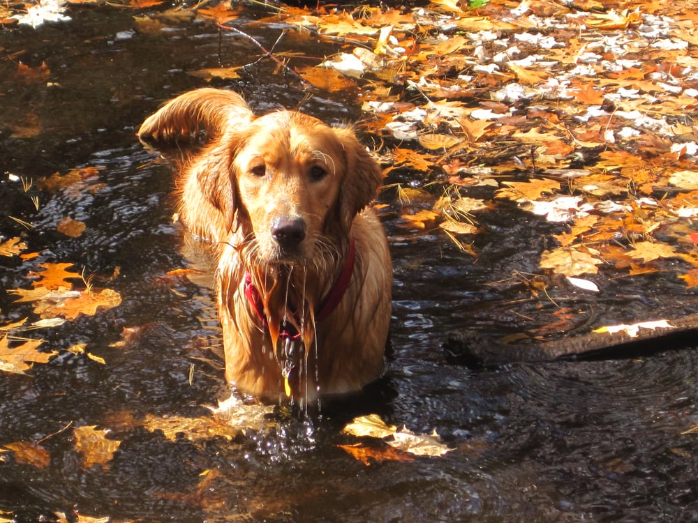 Hikes For Hounds - pet boarding facility in Melrose, MA