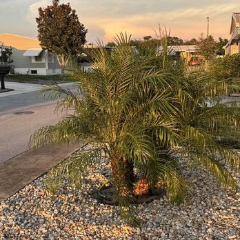 Lush Lawn and Palm - Install 8/28/2025 - Lawn Services Near Me - Brooksville, Florida