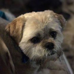 Lowcountry Pet Hospice and Home Euthanasia - Charles Verdel
