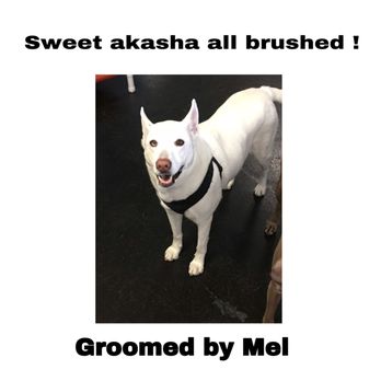 Mel's Dog Grooming - Pet Groomers Near Me - Seaford, Delaware Mel's Dog Grooming - Pet Groomers Near Me - Seaford, Delaware