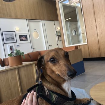 Modern Animal Pasadena - So much happier after his exam - Veterinarians Near Me - Pasadena, California Modern Animal Pasadena - So much happier after his exam - Veterinarians Near Me - Pasadena, California