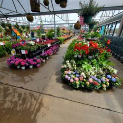 Calloway's Nursery