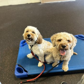 The K9 Class - After a constructive walk in the neighborhood... - Pet Training Near Me - Kensington, Maryland