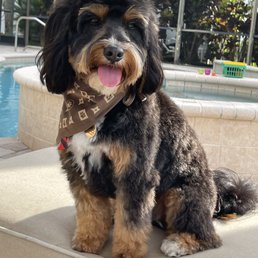 So thrilled w Boss the pet connection! They did a Fabulous  job on my puppy and we're beyond professional!!!