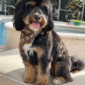 Boss the Pet Connection - So thrilled w Boss the pet connection! They did a Fabulous  job on my puppy and we're beyond professional!!! - Pet Groomers Near Me - Boynton Beach, Florida