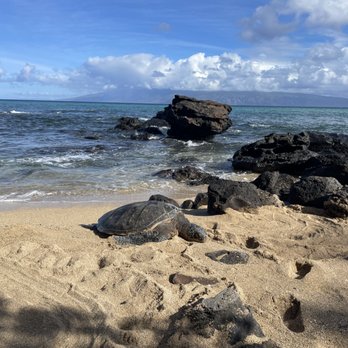 Mahina Surf - The only patch of sandy beach just off the edge of property. Always has turtles there. - Vacation Rentals Near Me - Lahaina, Hawaii Mahina Surf - The only patch of sandy beach just off the edge of property. Always has turtles there. - Vacation Rentals Near Me - Lahaina, Hawaii