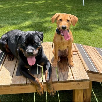 Titanz K9 - Pet Training Near Me - Smyrna, Georgia