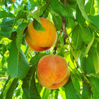 Demarest Farm - Peach picking! - Farmers Market Near Me - Hillsdale, New Jersey