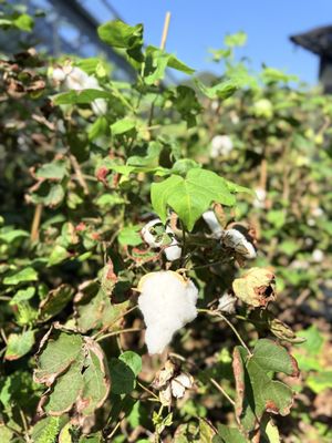 Kadoorie Farm and Botanic Garden by null