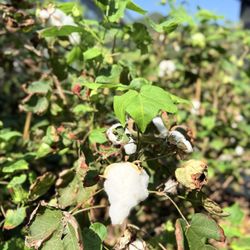 嘉道理農場暨植物園
