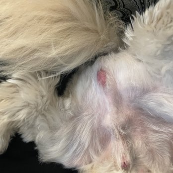 Petco - Shaved area - Pet Training Near Me - Mesa, Arizona