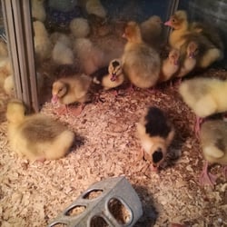 D&L Farm and Home - Aubrey - Ducklings