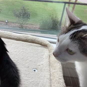 Right Meow Cat Cafe - Cat - Themed Cafes Near Me - Fuquay Varina, North Carolina Right Meow Cat Cafe - Cat - Themed Cafes Near Me - Fuquay Varina, North Carolina