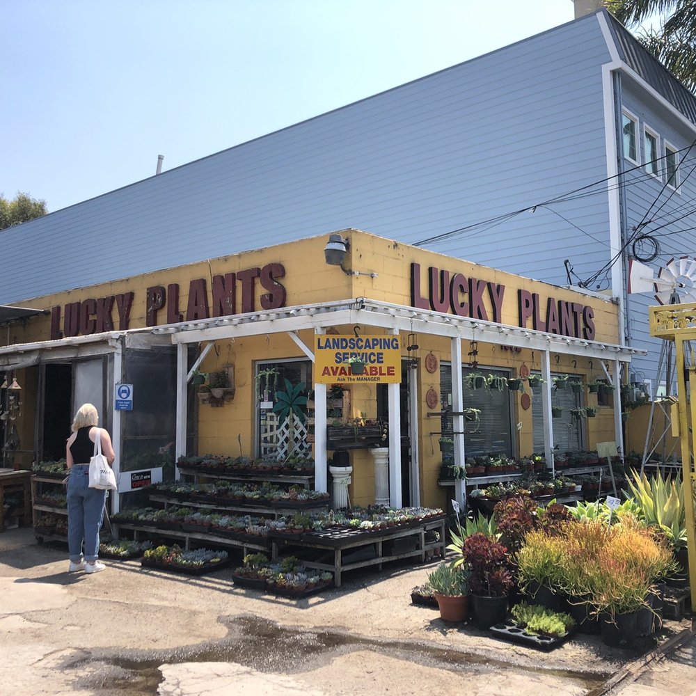 Lucky Plants - Nurseries & Gardening Near Me - Hermosa Beach, California Lucky Plants - Nurseries & Gardening Near Me - Hermosa Beach, California