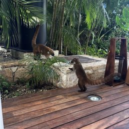 We loved the coatis We loved the coatis