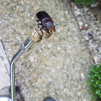 Plano Exterminators - Pest Control Near Me Plano Exterminators - Pest Control Near Me