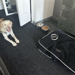 Pet amenities and handsome boy Pet amenities and handsome boy