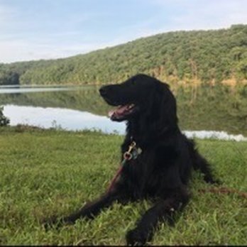 Grateful Dog - Great shot taken by Liam - look at that happy puppers! - Dog Walkers Near Me