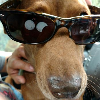 For Eyes - Beats ...Security dog/ Model - Eyewear & Opticians Near Me - Palo Alto, California For Eyes - Beats ...Security dog/ Model - Eyewear & Opticians Near Me - Palo Alto, California