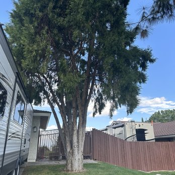 D&N Tree Care - Before cypress was removed. - Tree Services Near Me D&N Tree Care - Before cypress was removed. - Tree Services Near Me